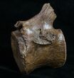 Edmontosaurus (Hadrosaur) Vertebrae - Montana #10260-4